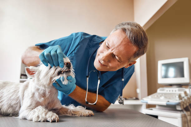 Best Mobile Emergency Dentist in Colonial Beach, VA
